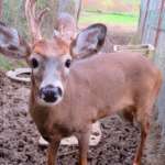 CRITTER CHATTER: Oh, deer! What’s up with that? – Part 1