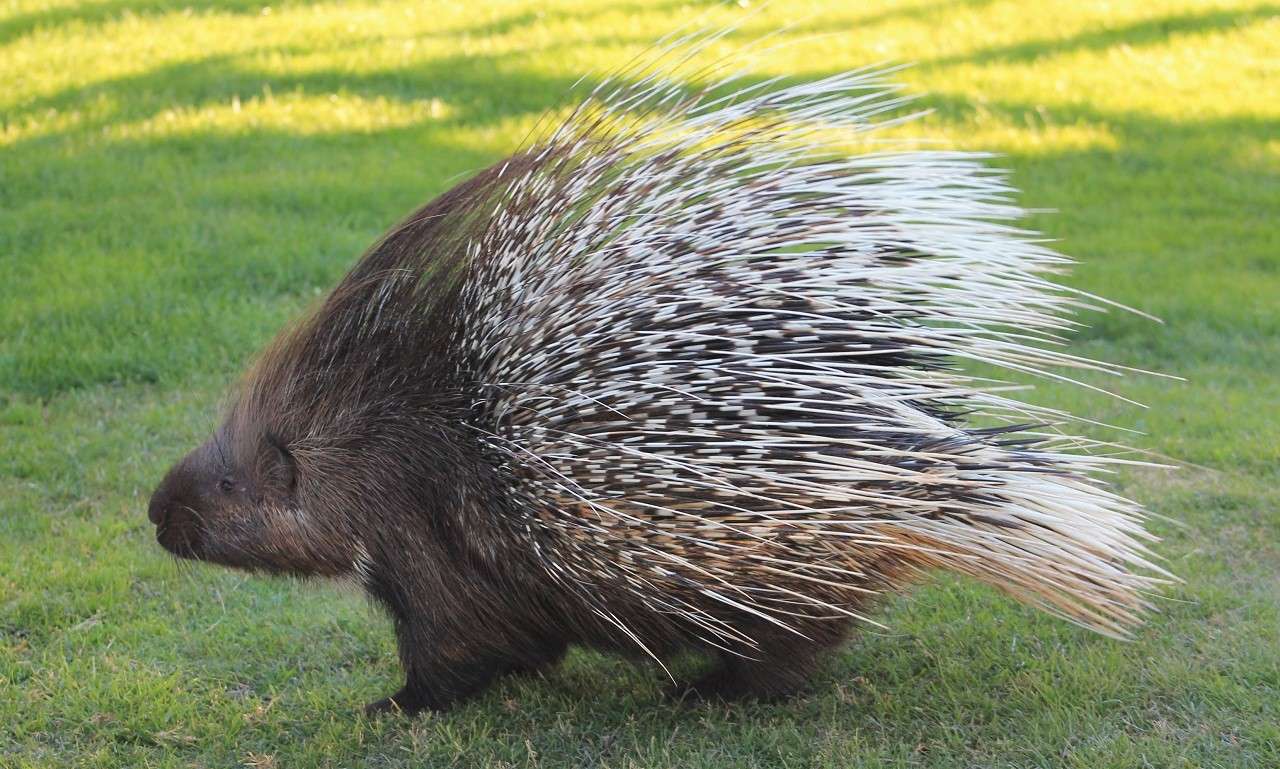 porcupine shooting quills
