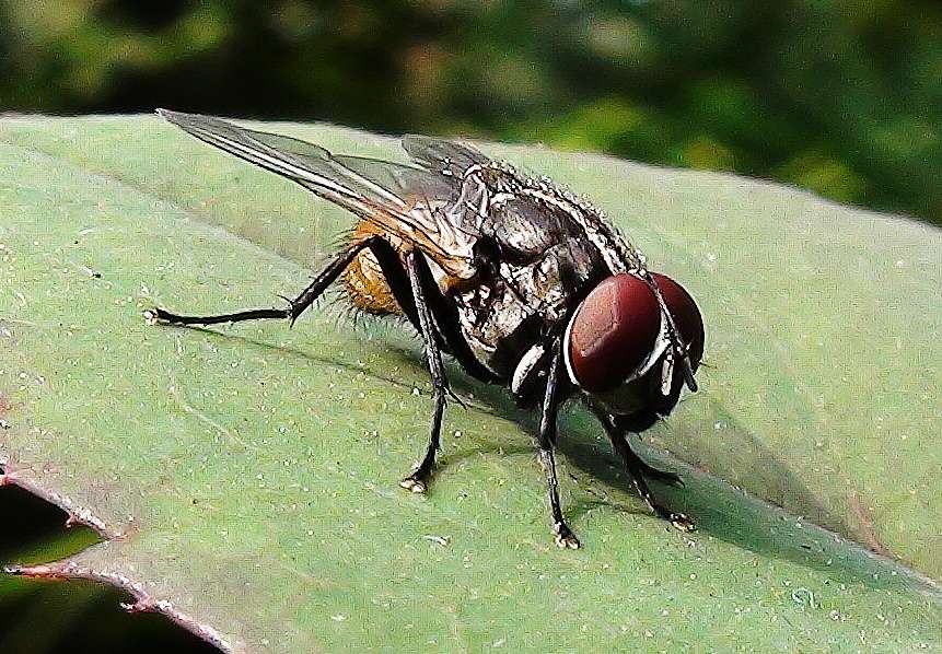 SCORES & OUTDOORS: First sighting of the common house fly - The