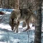Maine Wolf Coalition captures video and photo documentation of another apparent Maine wolf