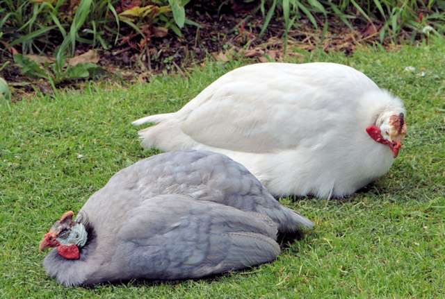 Pearl Guinea Fowl – Feathered Acres