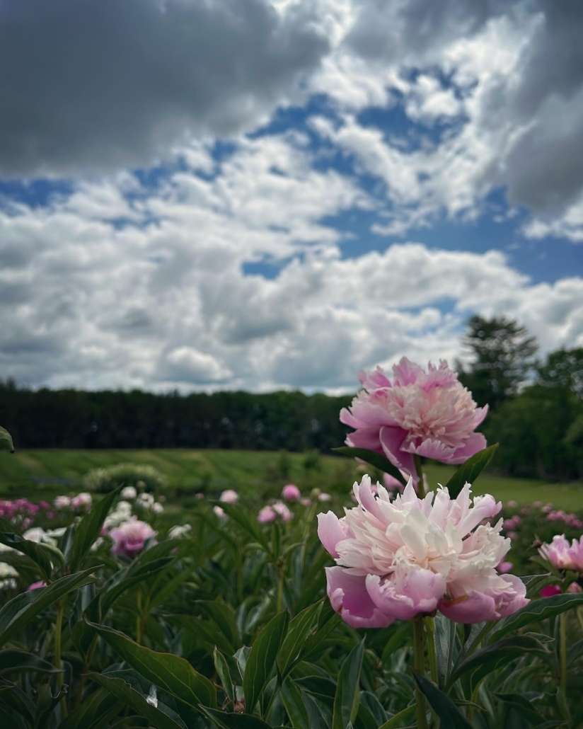 PHOTO: Beautiful flowers, beautiful day