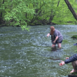 Ecology Alewives