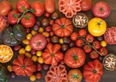 MAINE-LY GARDENING: What’s in the garden? Tomatoes