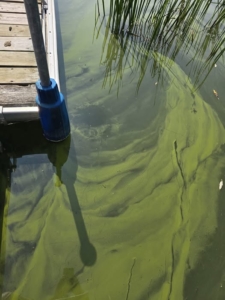 Webber Pond water quality update (August 14, 2025)