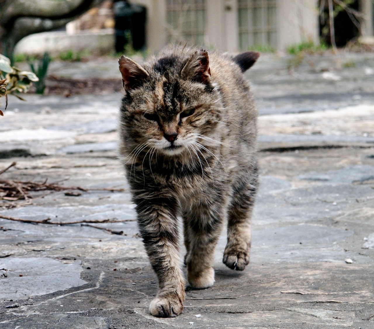 SCORES & OUTDOORS: Feral cats in our society
