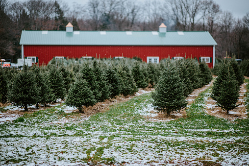 MAINE-LY GARDENING: What’s in the House? Oh, Christmas Tree