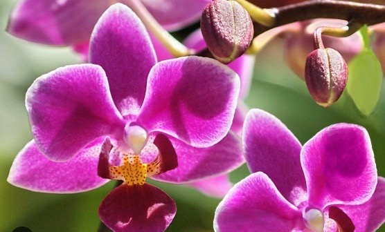 MAINE-LY GARDENING: What’s in the house? Orchids