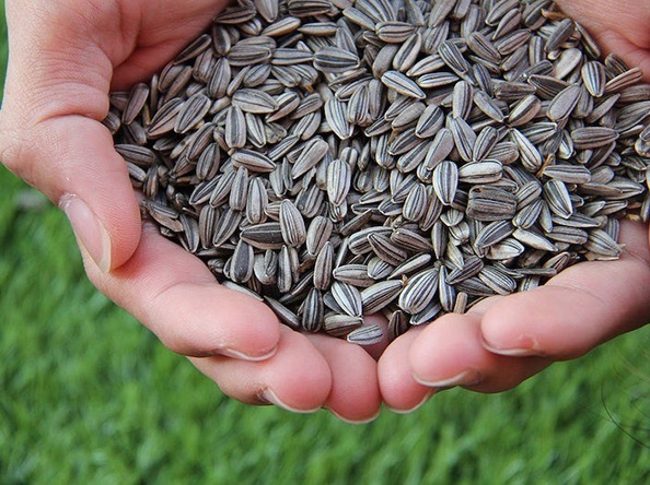 MAINE-LY GARDENING: What’s in the house? Preparing for the spring planting