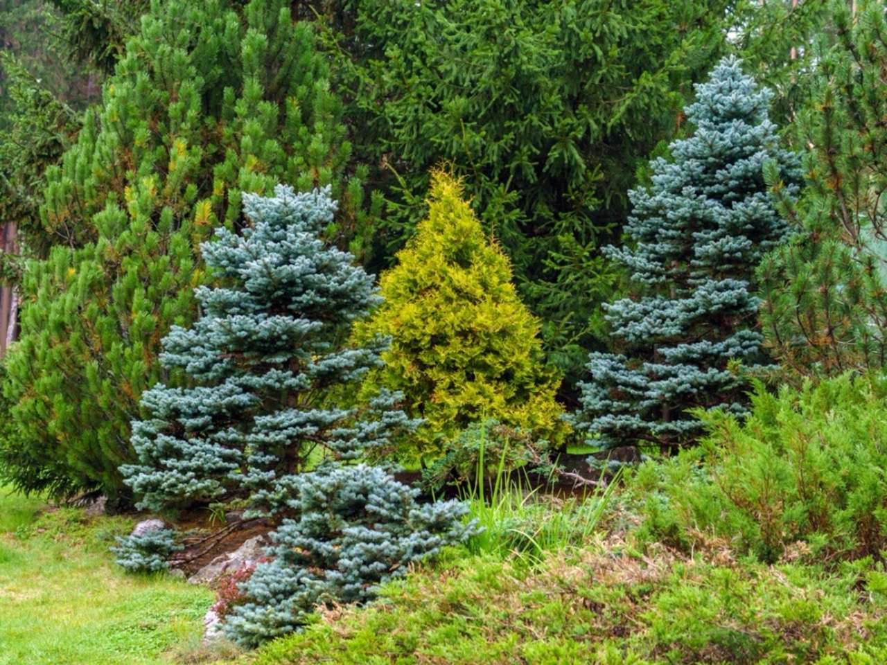MAINE-LY GARDENING: What’s in the garden? Different types of Maine conifers