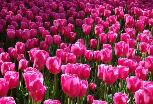 MAINE-LY GARDENING: What’s in the house? Flowers: luxury or necessity?