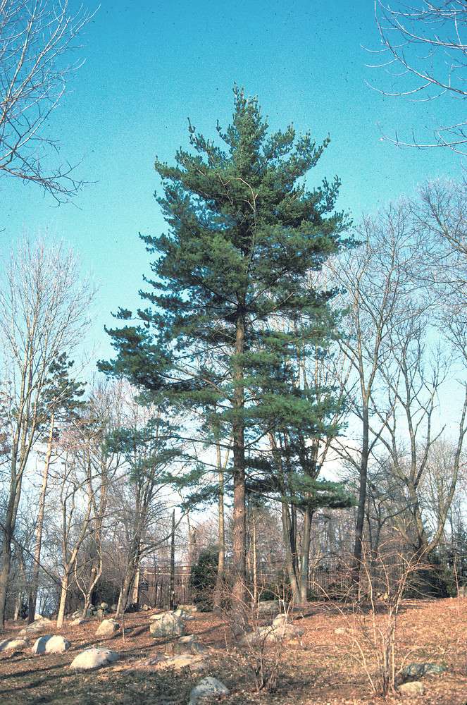 MAINE-LY GARDENING: What’s in the house? Maine pines