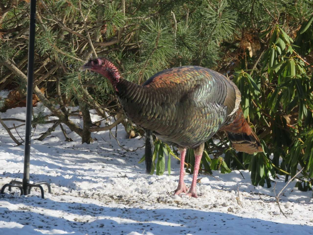 SCORES & OUTDOORS: Where do turkeys go in the winter?