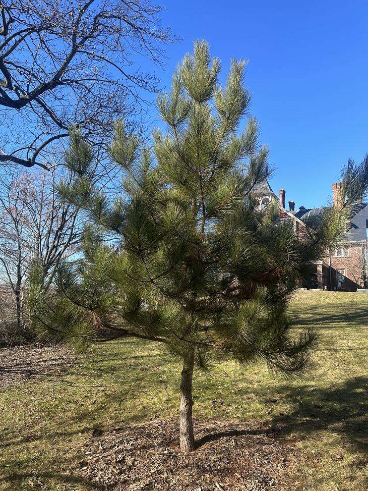 MAINE-LY GARDENING: More Maine pines