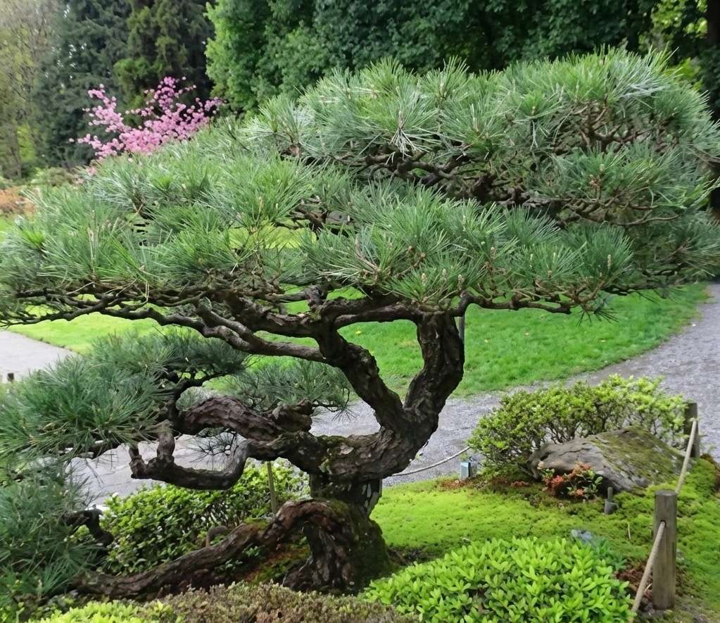 MAINE-LY GARDENING: What’s in the garden? Pines from away